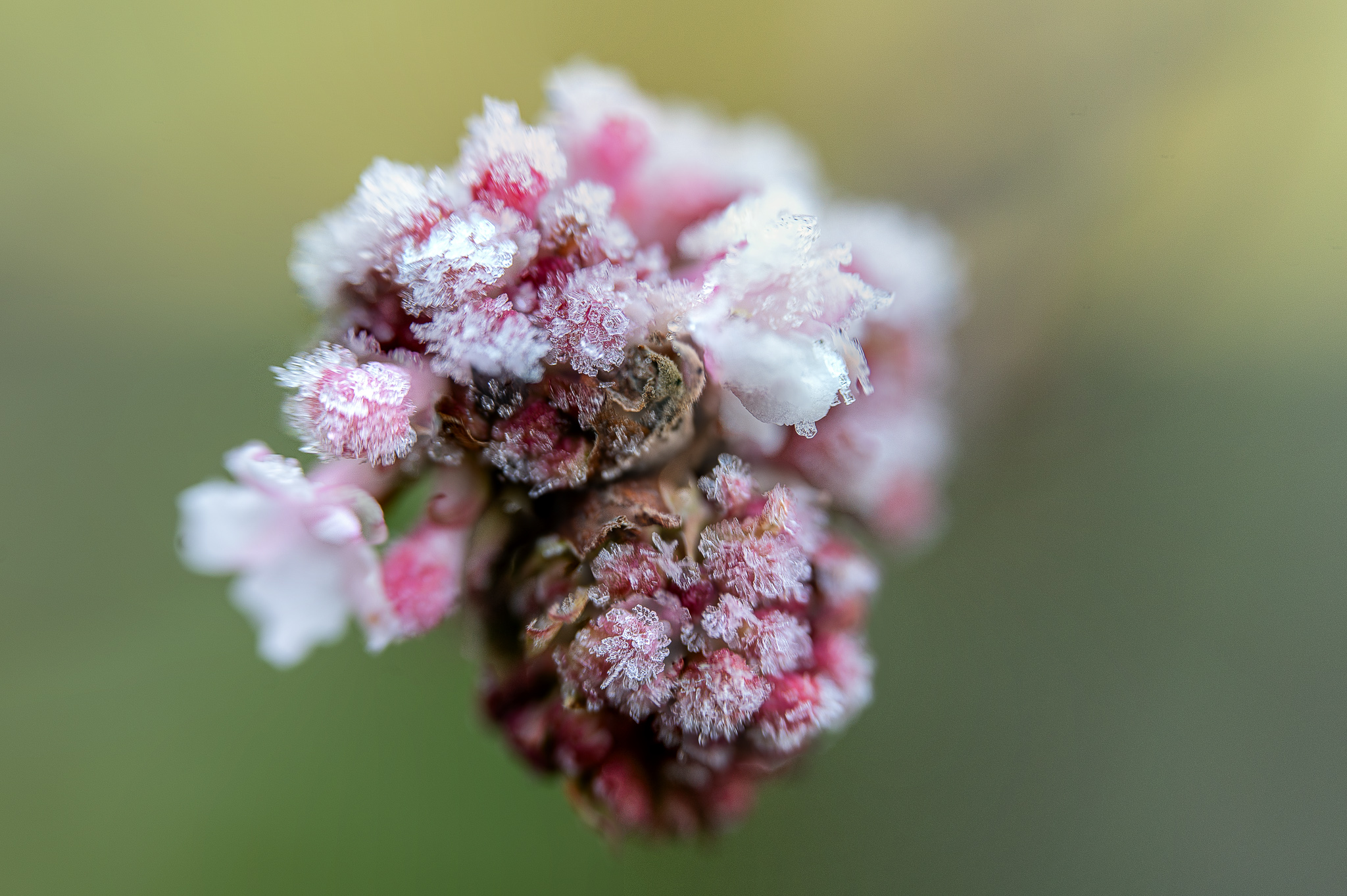 Blüte mit Eiskristallen